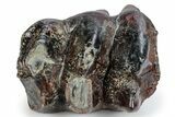 Pleistocene Fossil Mastodon (Mammut) Tooth - Florida #269751-4